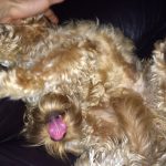 Save Solar – Useful Resources to Protect the RET